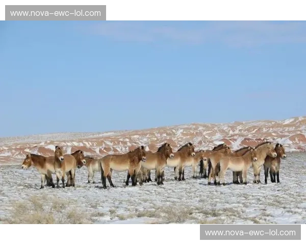 驰骋与共舞：野马与墨美洲的史诗交响
